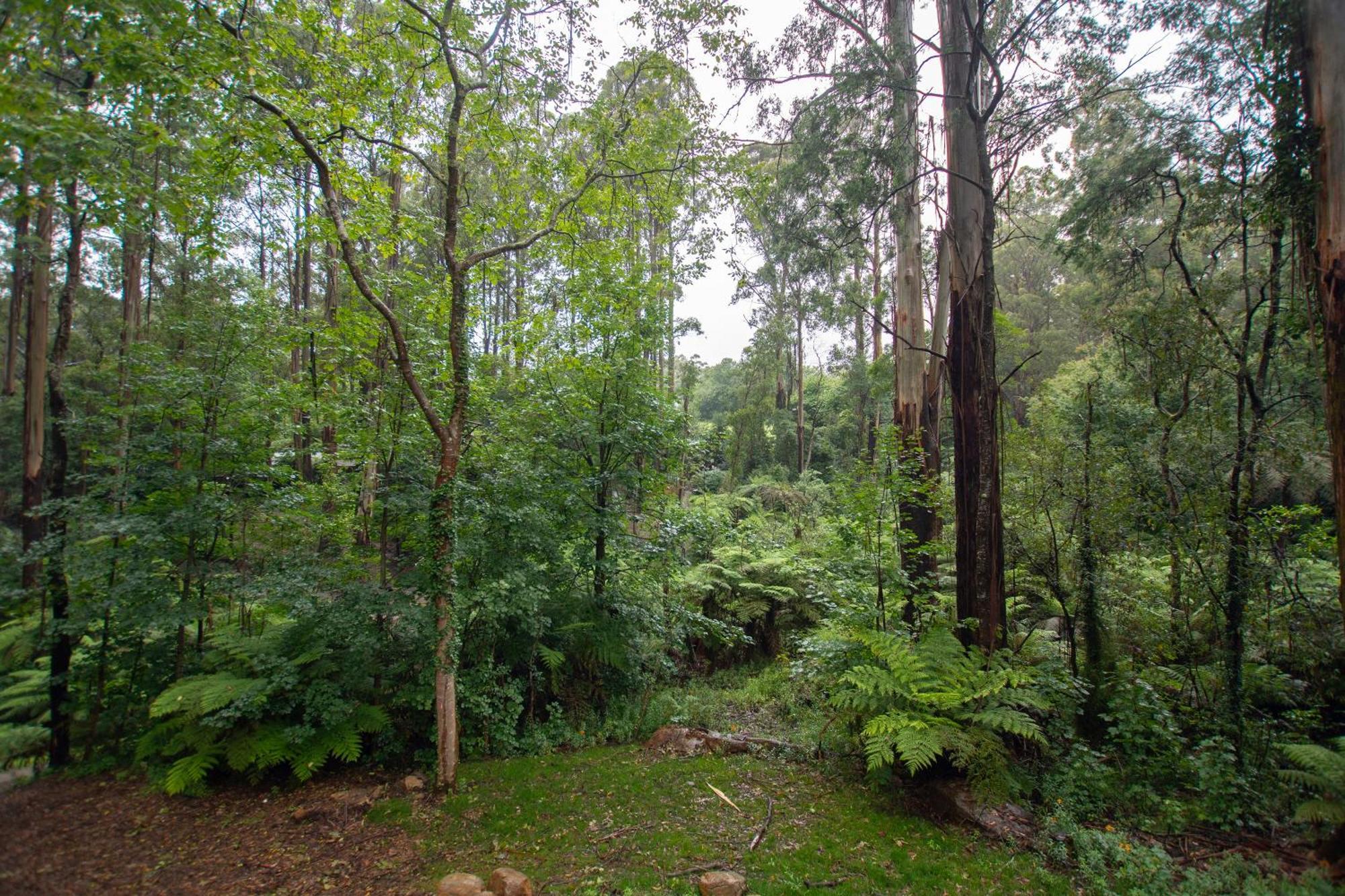The Fernglen Forest Retreat Mount Dandenong Kültér fotó