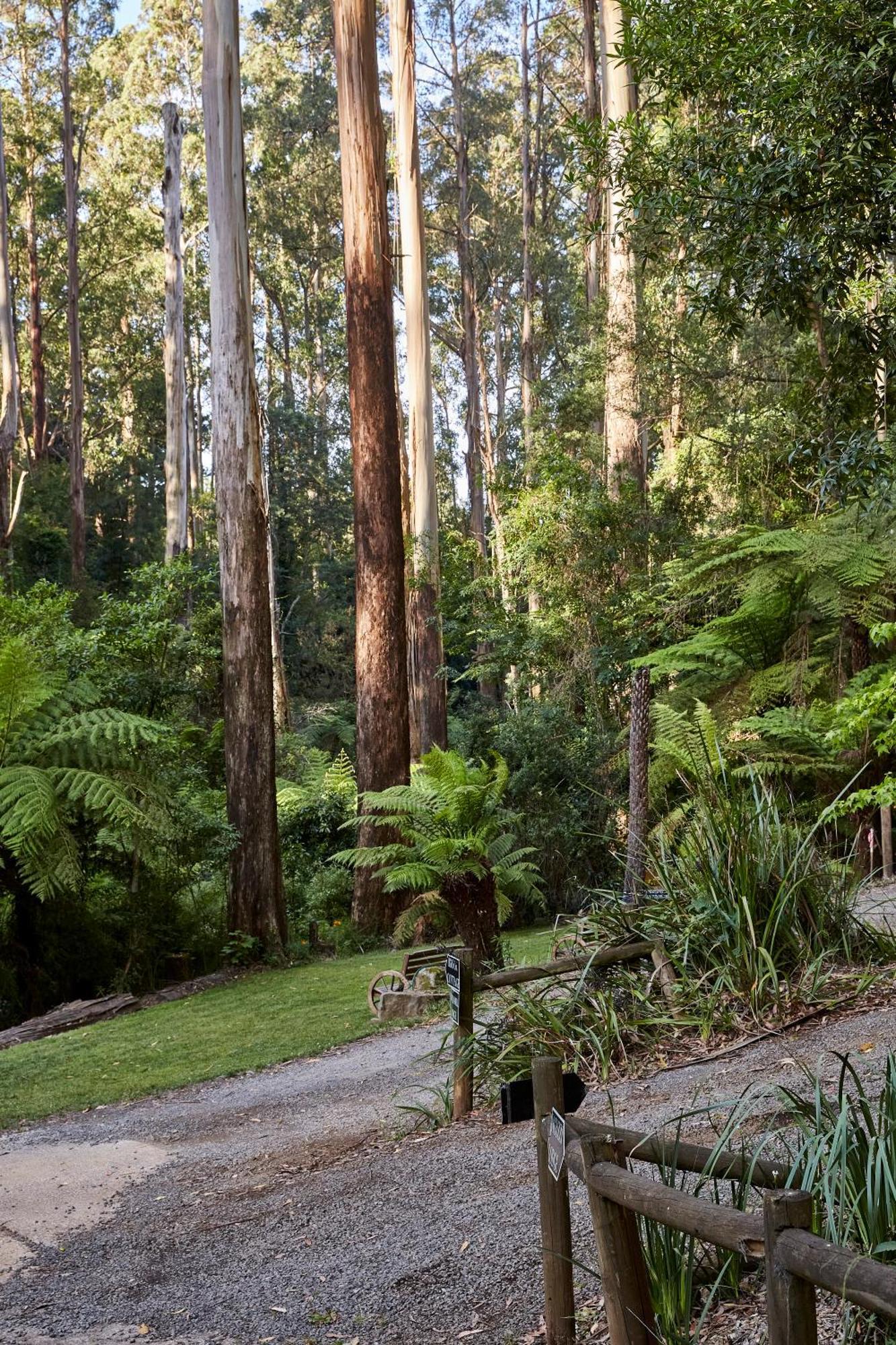 The Fernglen Forest Retreat Mount Dandenong Kültér fotó